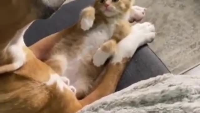 funny and cute cat vides compilation