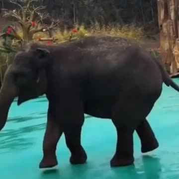 Elephant amazing dance video
