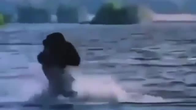 Gorilla bathing in the sea