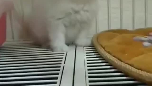 The little brown cat is in a daze
