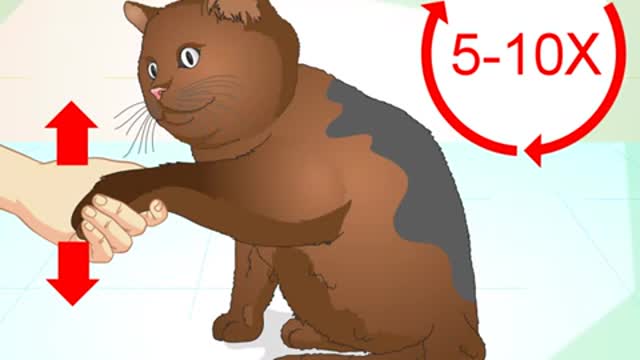 See how to use your cat to do cool tricks