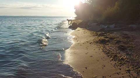 Walking the beach at sun down