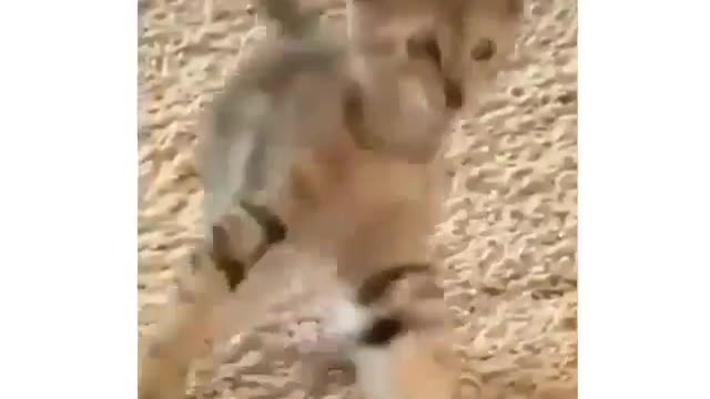 Funny cat dance to music