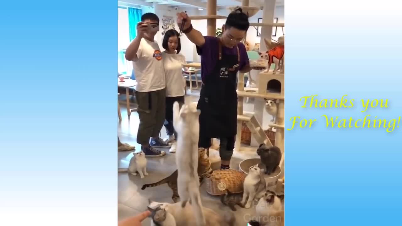 Cute Cats And Funny Animals Compilation Pets Garden 2021