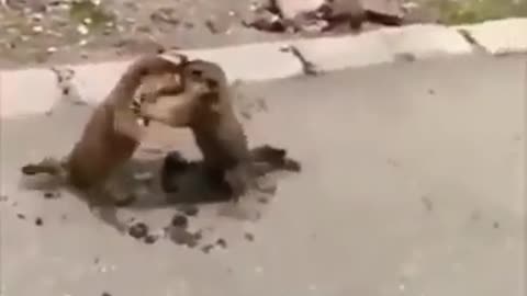 Funny Animals Fight