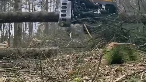 A day in the life of a logger, section two