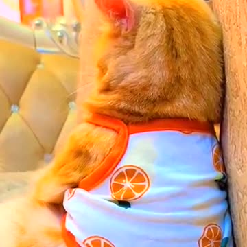 The kitchen looked preoccupied.🥺🐱❤️