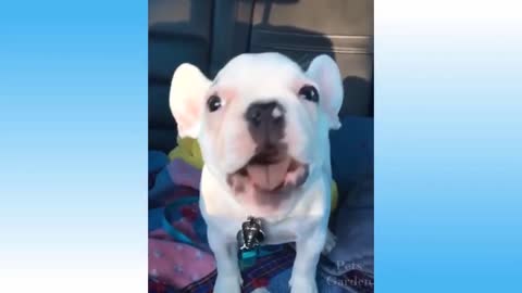 Cute and funny animals