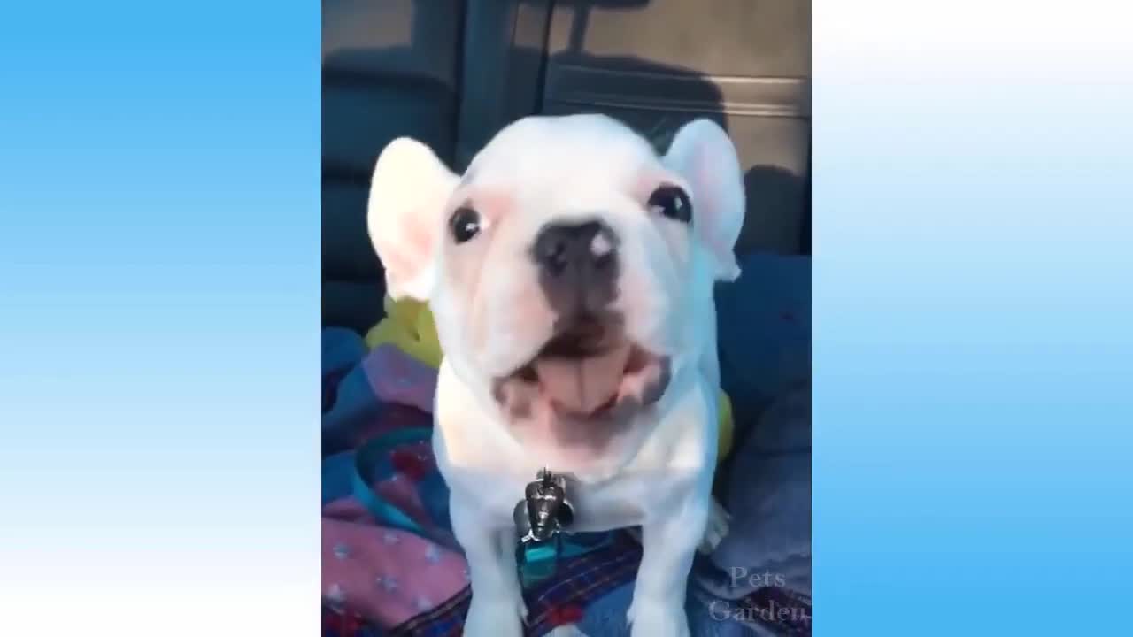 Cute and funny animals