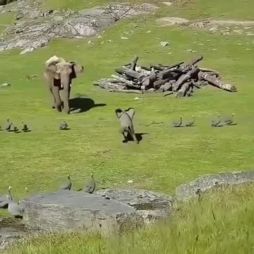 Special Mocking Bird Plays With Baby Elephant ' Catch Me If U Can ' Game