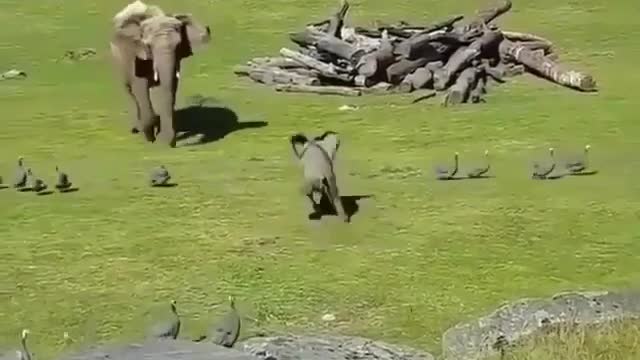 Special Mocking Bird Plays With Baby Elephant ' Catch Me If U Can ' Game