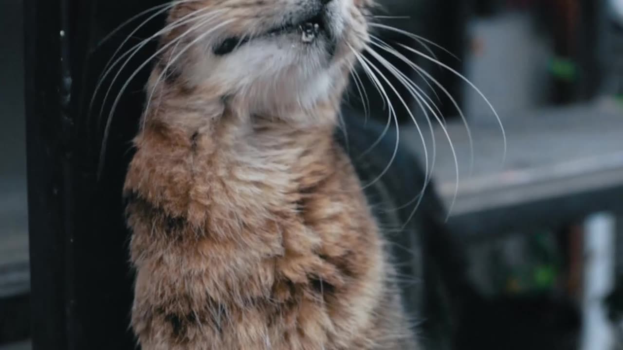 Cute & funny cat videos filled with love.