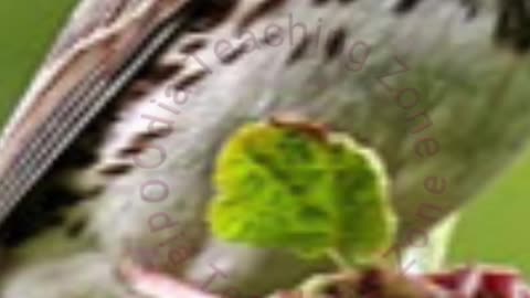 Sparrow the nature Bird