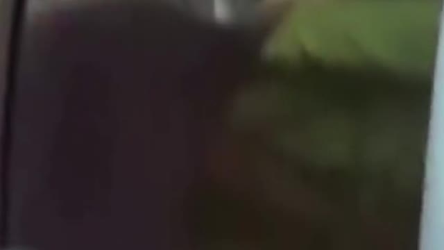Angry Cats Vs Dogs Funny Compilation Ever - the cats and dogs fight