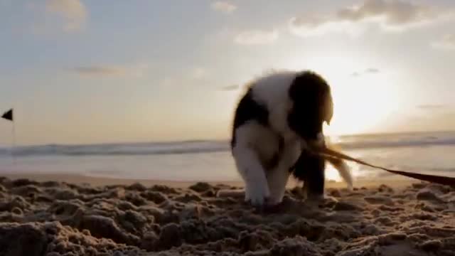 Beautiful and cute dog on the beach