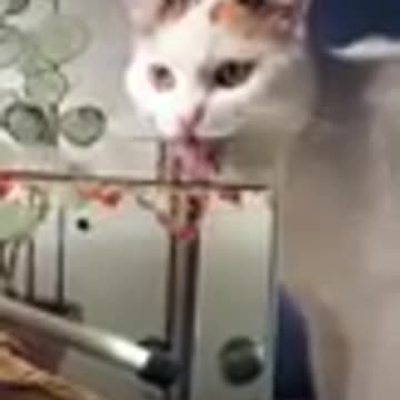 Cats are so funny FUNNY CAT VIDEOS
