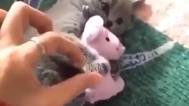 Protecting her toy | funnycatsvideos |