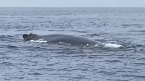 Whale fish