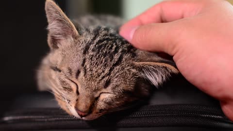 Cute cat, you're sleeping well, my baby.