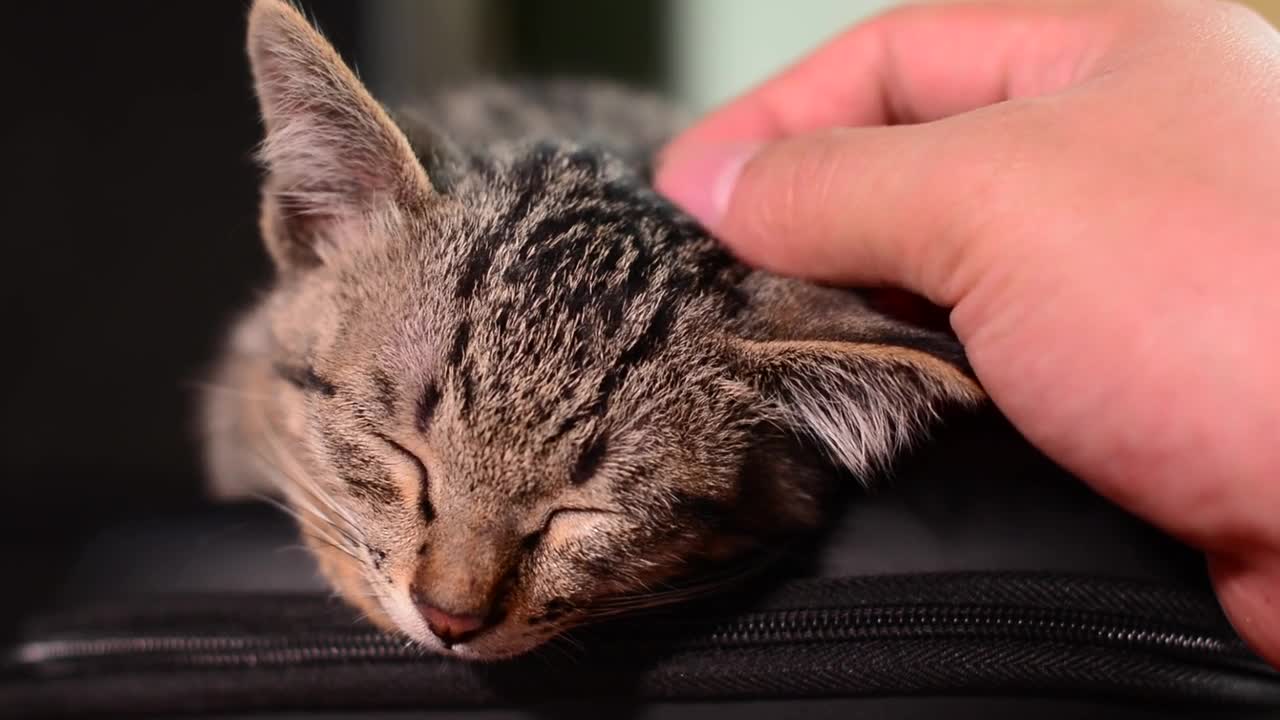 Cute cat, you're sleeping well, my baby.