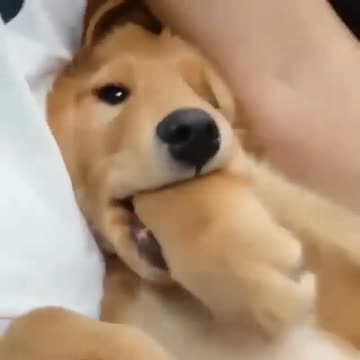 dog playing with his hand