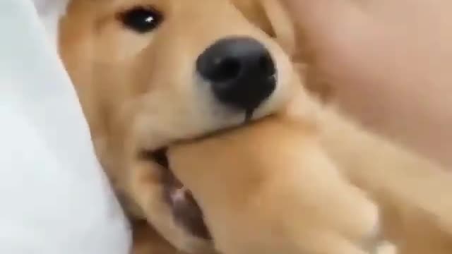 dog playing with his hand