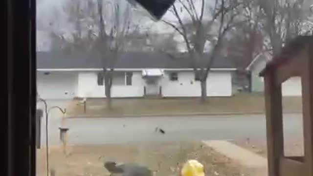 Squirrel Is outa there