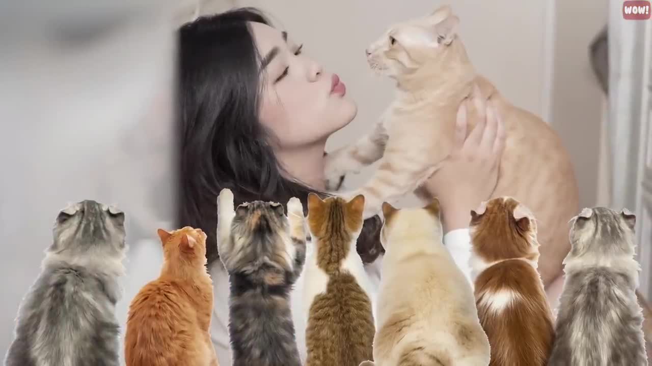 For the Love of Cats