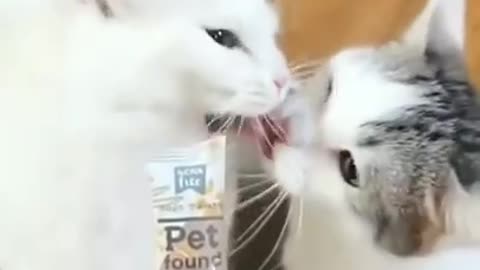 See how fast cat piercing can be done. So Funny