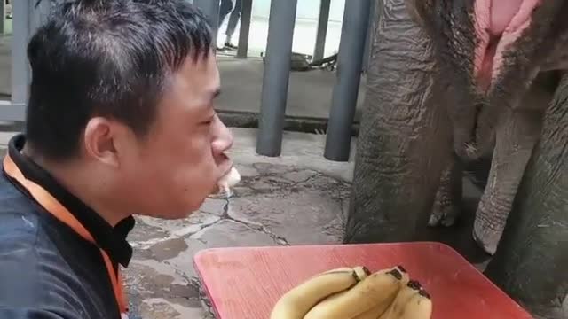 The breeder steals food from the elephants