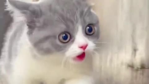 Funny Cats 🤣🤣🤣🤣
