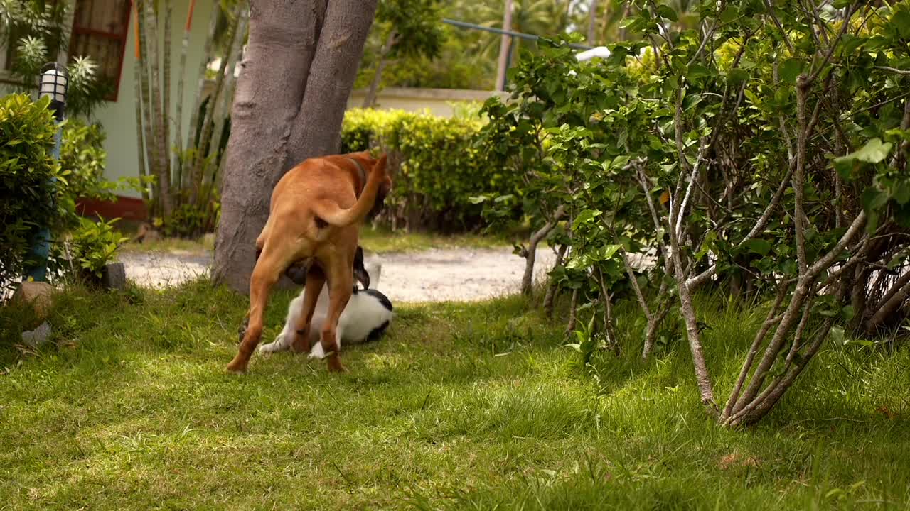 Anima love between fight