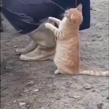 The cat wanted to drink the milk from the Cow's breasts