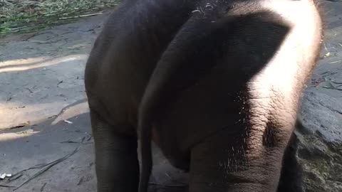 Itching Elephant