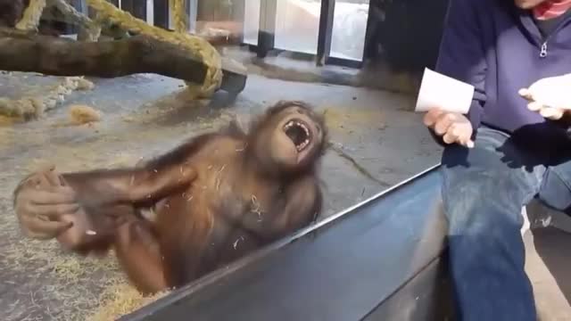 The monkey is laughing