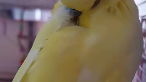 Dreaming parrot