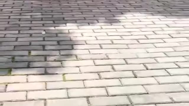 The lynx