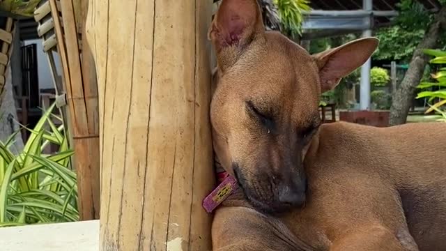 A brown dog resting while learning on a wooden past