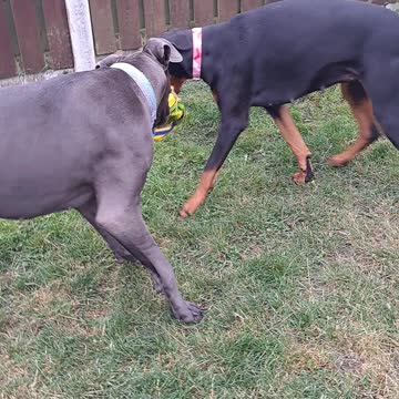 Dane and dobe playing tug of war