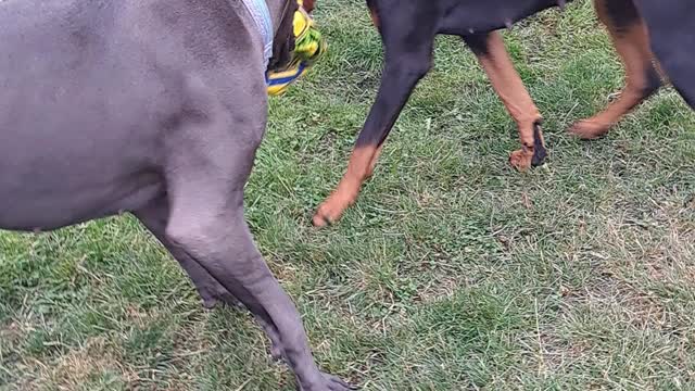 Dane and dobe playing tug of war