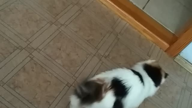 Cat plays with a sponge for dishes