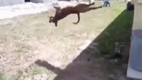 Pets doing stunts