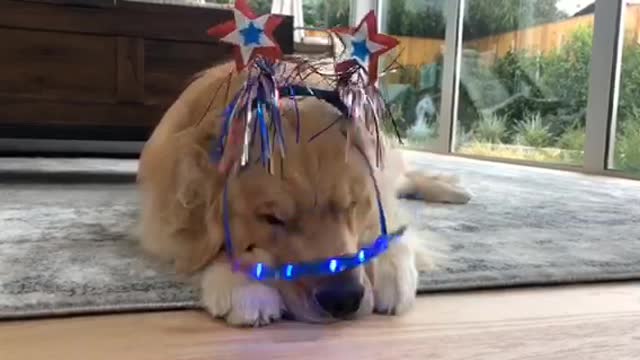 Golden Retriever not thrilled with super cute outfit