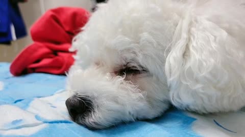 Bichon sleeping with me. 비숀 슬리핑 윋 미.