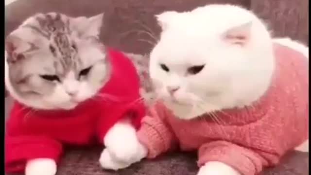 A jealous cat sees his lover cheating on him