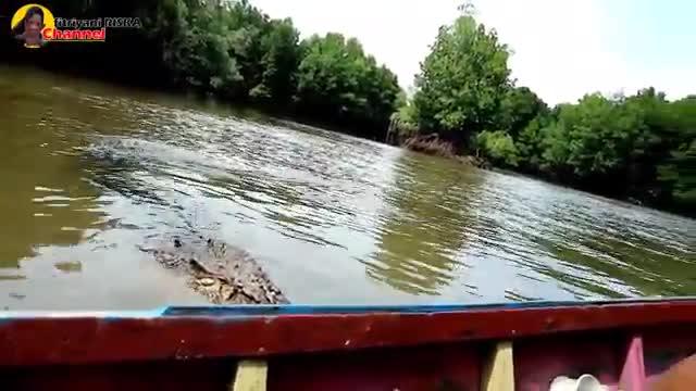 Feeding And Playing With Crocodiles