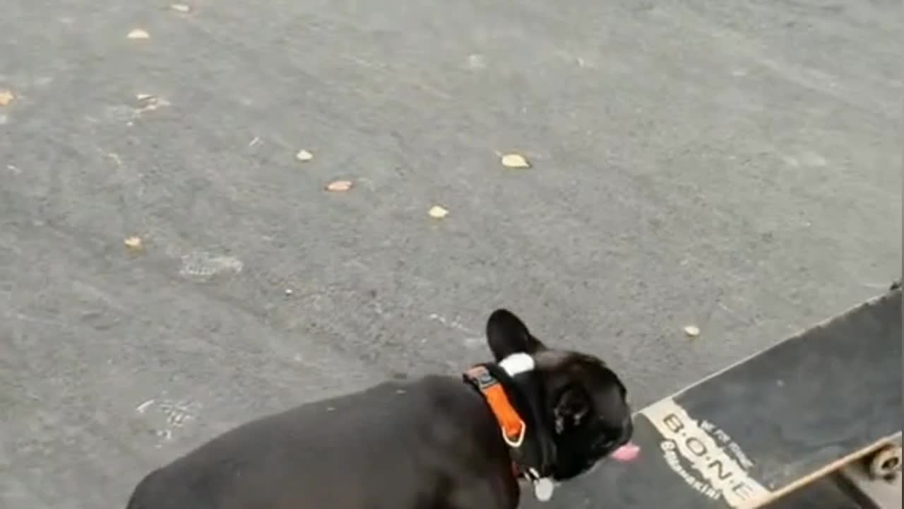 Funny animals