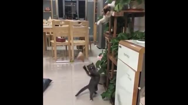 Dog slapping the other to get of the bed