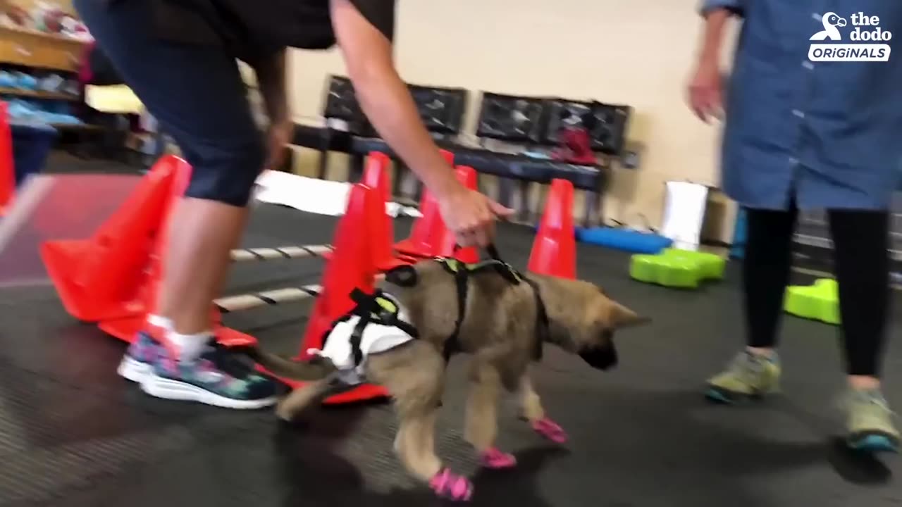 German Shepherd Puppy With Swimmer’s Syndrome Teaches Herself To Run | The Dodo Comeback Kids