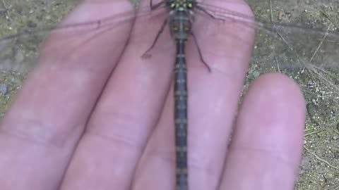 Dragonfly